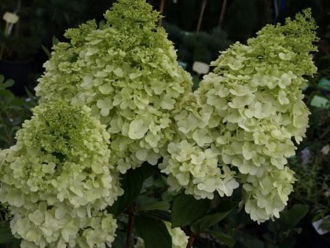 Hortensja bukietowa (Hydrangea paniculata) 